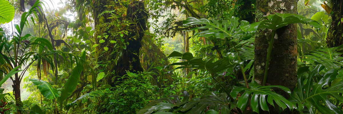 Dichter Dschungel in Costa Rica