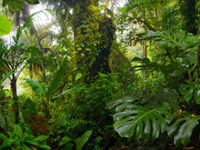 Dichter Dschungel in Costa Rica