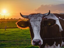 Kuh auf Feld