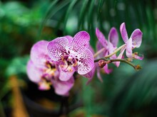 Pinke Orchideen vor einem grün bewachsenem Hintergrund