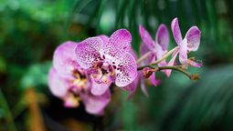 Pinke Orchideen vor einem grün bewachsenem Hintergrund