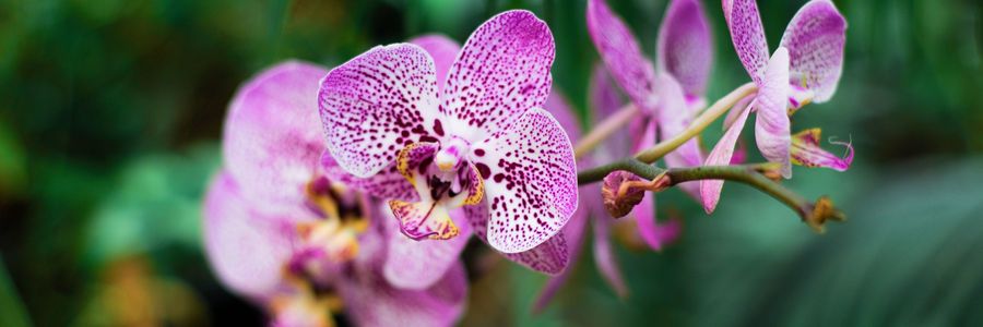 Pinke Orchideen vor einem grün bewachsenem Hintergrund