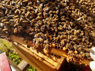 Bienenwabe übersät mit Bienen