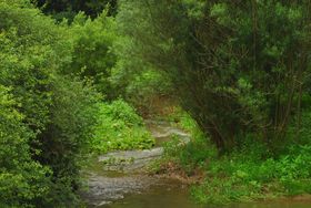 Adenauer brook