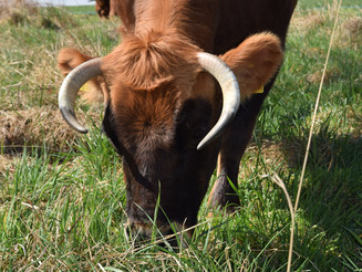 Frontalaufnahme einer grasenden Murnau-Werdenfelser Kuh auf einer Streuobstwiese in Wiesbaden