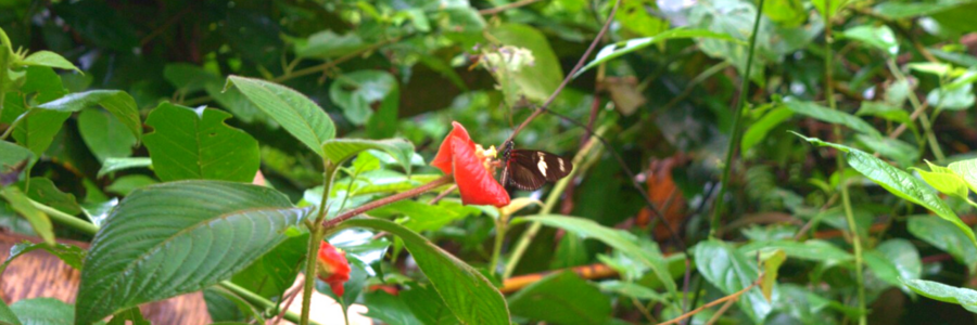 Glasschmetterling sitzt auf roter Blüte im Regenwald in Costa Rica