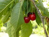 Ripe, red cherries are hanging on a tree