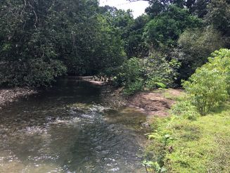 Kleiner Fluss fließt durch noch intakten Regenwald