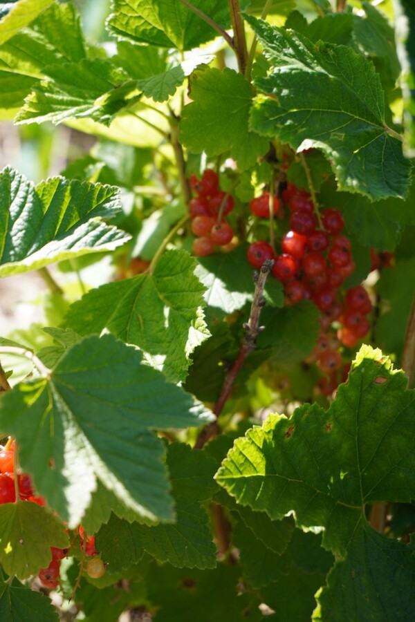Rote Johanisbeeren am Busch