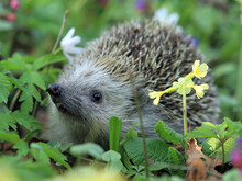 Igel auf dem Waldboden mit Schlüsselblume im Vordergrund