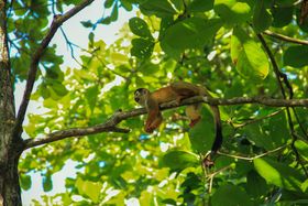 Affe liegt auf einem Ast unter einem grünen Blätterdach