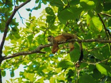 Affe liegt auf einem Ast unter einem grünen Blätterdach