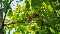 Affe liegt auf einem Ast unter einem grünen Blätterdach