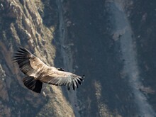 Andenkondor im Flug