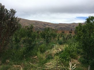 Bepflanzte landwirtschaftliche Parzelle im Hochland Boliviens