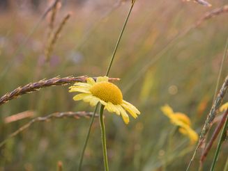 Gelbe Färberkamille in Nahaufnahme auf einer Wildblumenwiese