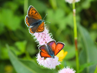 Pärchen eines Schmetterlings der Art Lilagold-Feuerfalter 