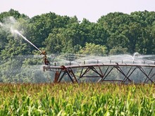 Landwirtschaftlicher Acker auf dem Pflanzen wachsen wird bewässert