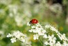 Marienkäfer sitzt auf weißer Blüte vor dem Hintergrund einer Wiese