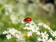 Marienkäfer sitzt auf weißer Blüte vor dem Hintergrund einer Wiese