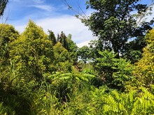 Dicht bewachsene Agroforstparzelle dient der Aufforstung des degradierten Regenwaldes auf Madagaskar