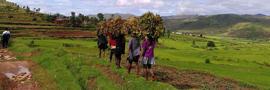 Frauen tragen Blätter und Äste auf ihren Köpfen in Ibity, Madagaskar