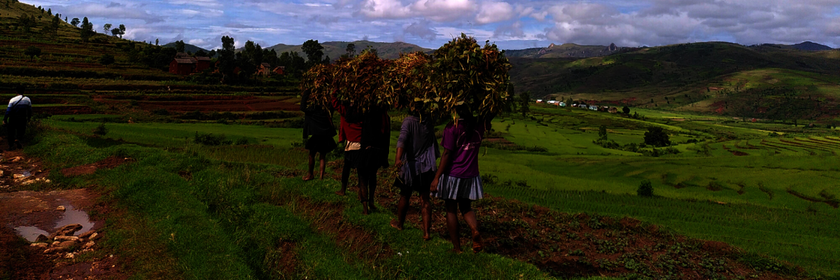 Frauen tragen Blätter und Äste auf ihren Köpfen in Ibity, Madagaskar