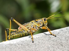 Heuschrecke