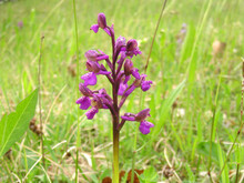 die Orchidee kleines Knabenkraut blüht auf einer Wiese