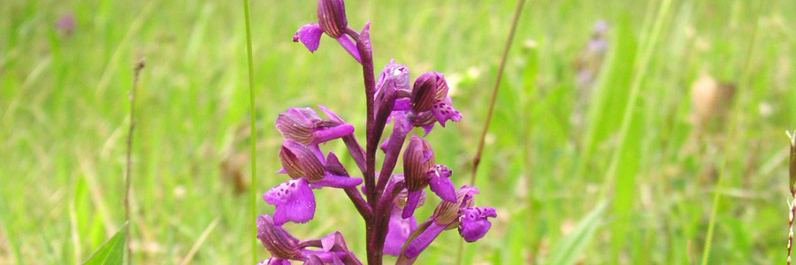 die Orchidee kleines Knabenkraut blüht auf einer Wiese