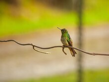 Grüner Kolibri sitzt auf einem Ast