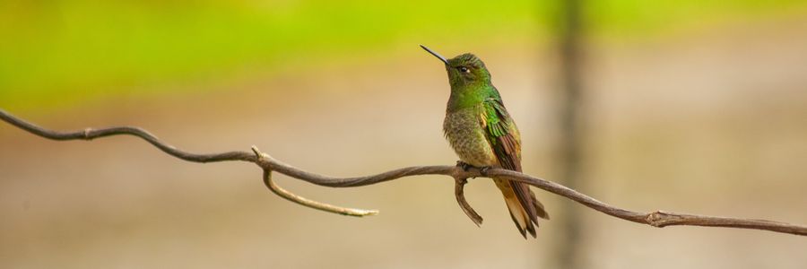 Grüner Kolibri sitzt auf einem Ast