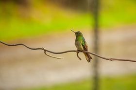 Grüner Kolibri sitzt auf einem Ast
