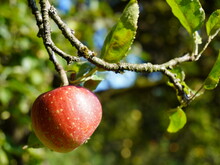 Roter Apfel hängt am Baum