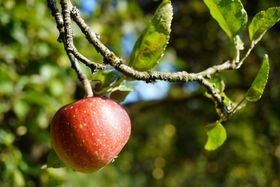 Roter Apfel hängt am Baum
