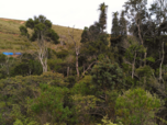 Letzte Reste Hochlandregenwald wachsen in Ankafobe in einer Senke