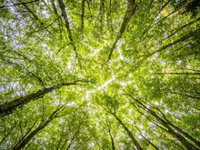 Gesunder Wald