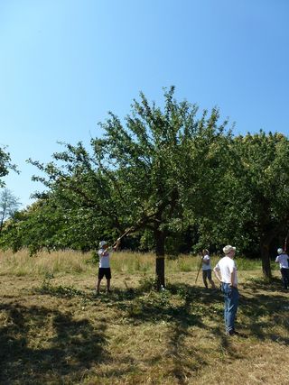 Streubobstbaum