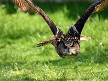 Ein Uhu im Flug