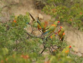 Papageien der Art Rotohr-Aras sitzen in Bäumen