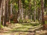 Ein Waldpfad führt durch eine sonnigen mit dichten Bäumen bewachsenen Wald