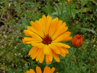 Gelbe Blüte der Ringelblume in Nahaufnahme