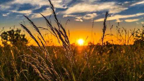 Weizen auf einer landwirtschaftlichen Fläche bei Sonnenuntergang