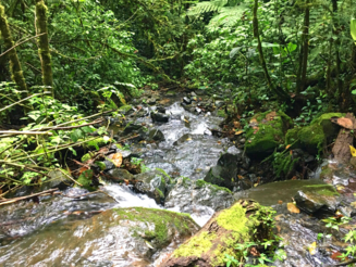 Bachlauf fließt Steine hinunter im Regenwald von Costa Rica
