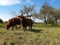 Murnau-Werdenfelser Rinder stehen auf einer Streuobstwiese im Sonnenschein