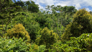 Dicht gewachsener Agroforst auf Madagaskar sieht Primarwald zum verwechseln ähnlich 