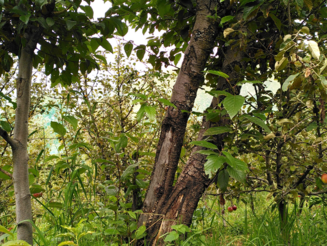 Hoch gewachsene Bäume stehen dicht auf einer Dynamischen Agroforstparzelle in Laphia, Bolivien