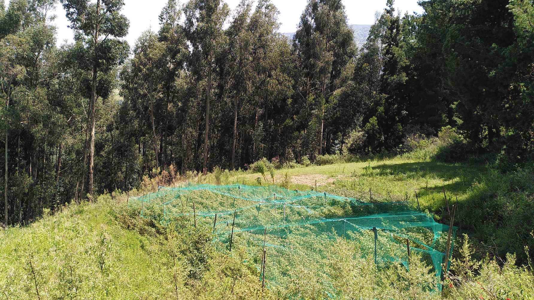 Dynamische Agroforstparzelle in Bolivien mit Himbeeren