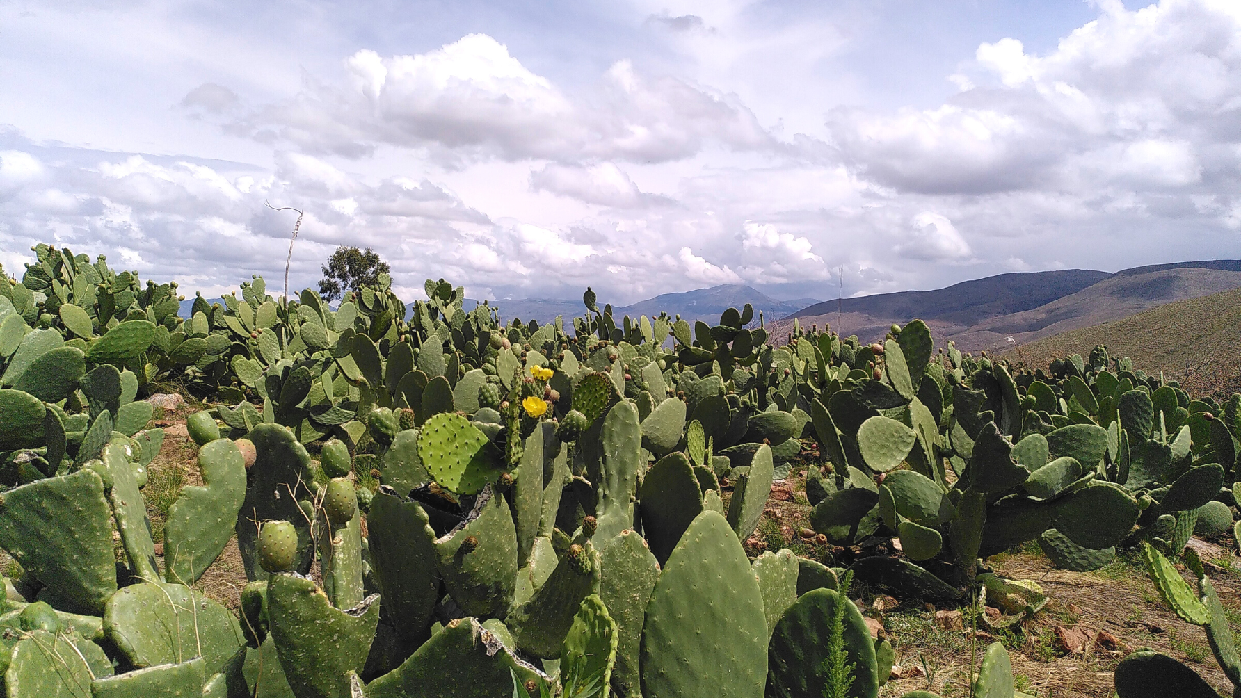 Dynamischer Agroforst mit Kakteen im Hochland von Bolivien