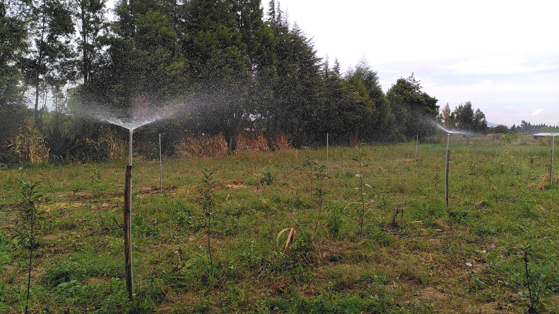 Wassersprenkler zur Bewässerung Dynamischer Agroforstparzellen in Bolivien